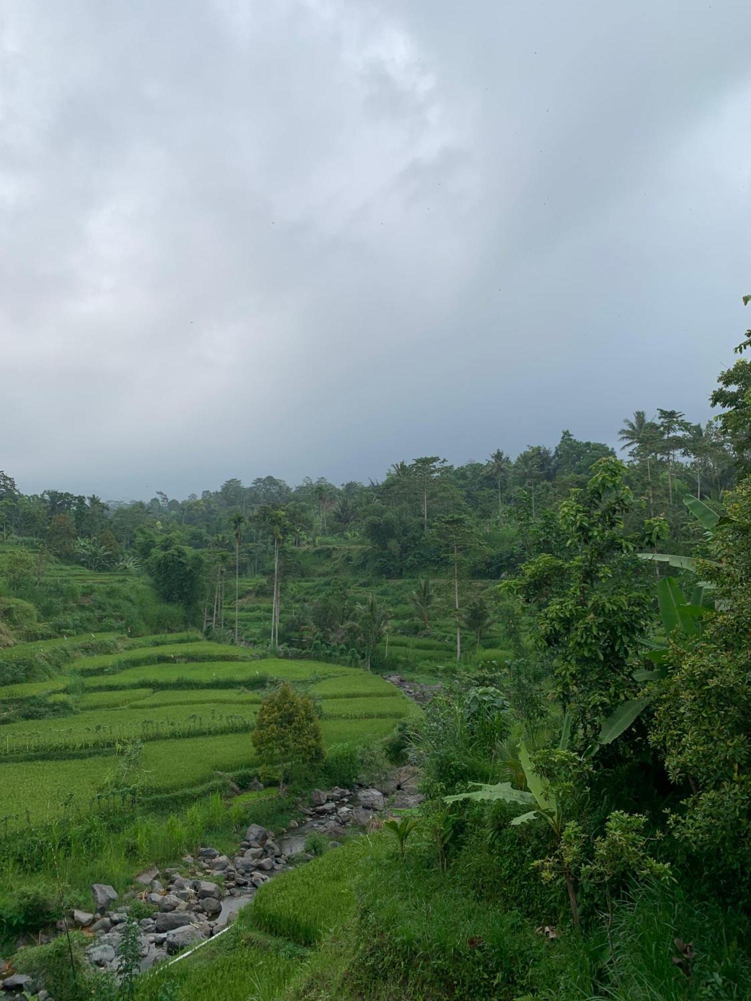 Avocado Homestay Tetebatu Εξωτερικό φωτογραφία