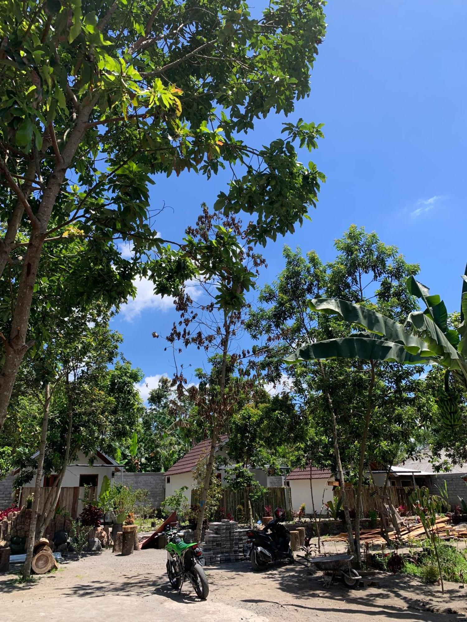 Avocado Homestay Tetebatu Εξωτερικό φωτογραφία